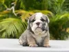 Фото №3. Английский бульдог Welpen zu verkaufen.  Франция