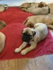 Дополнительные фото: Щенки бульмастифа