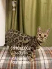 Фото №3. Bengal cat бенгалская кошка F3. Грузия