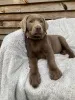 Фото №3. Очаровательные хиоты Лабрадор ретривер cherchent une famille aimante.  Франция