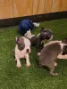 Фото №3. Entzückende Boston-Terrier-Welpen suchen einliebevolles Zuhause!.  Германия