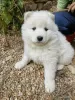 Фото №3. SAMOYED LOF BABIES - 2 КОБЕЛЯ, РОЖДЕННЫЕ 04.06.23.  Франция