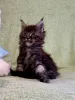 Дополнительные фото: Котята мейн-кун