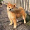 Фото №3. Shiba inu puppies.  Кувейт