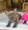 Фото №2 к объявлению №161504 о продаже французского бульдога - купить в Германии частное объявление