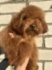 Дополнительные фото: Toy poodle's male