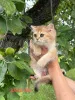 Фото №2 к объявлению №171091 о продаже шотландская (скоттиш страйт) - купить в Беларуси частное объявление