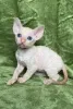 Фото №3. Kocięta rasy cornish rex na sprzedaż. Польша