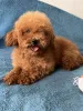Дополнительные фото: Toy poodle's girl