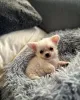 Дополнительные фото: Щенки чихуахуа для усыновления https // wa.me/1 (728) 217-5659