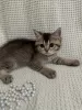 Дополнительные фото: Шотландские котята - Scottish fold и Scottish straight