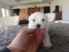 Фото №3. Chiot Bichon Frisé A Donner.  Бельгия