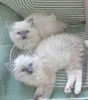 Фото №1. рэгдолл - купить в Берлине за договорная. Объявление №154083