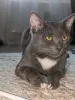 Дополнительные фото: Котёнок Томас ищет дом!