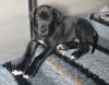 Дополнительные фото: Щенки немецкого дога