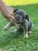 Дополнительные фото: Puppies for sale Very cute French bulldog puppies