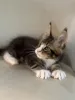 Дополнительные фото: Котята мейн-кун LOOF