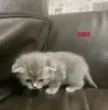 Фото №3. Очаровательные британские короткошерстные котята. США