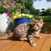 Фото №3. Изысканный бенгальский котенок Потрясающий розетки, родословное качество,. Германия