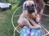 Фото №1. бульмастиф - купить в Bad Münstereifel за договорная. Объявление №166368