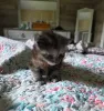 Дополнительные фото: Maine-Coon-Süße WhatsApp an mich unter 44 7453 907158