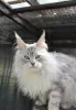 Дополнительные фото: Maine-Coon-Kätzchen/Katzen Zu Verkaufen