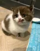 Фото №3. Очаровательный котенок Munchkin для усыновления. Германия