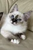 Фото №3. Священный бирманский котенок доступен. Финляндия