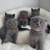 Фото №2 к объявлению №174619 о продаже шотландская вислоухая (скоттиш фолд) - купить в Финляндии 
