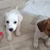 Фото №4. Продажа джек-рассел-терьера в Магнитогорске частное объявление - цена 25000₽