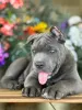 Фото №3. Cane Corso Puppe готов к новому дому.  США