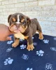 Фото №3. Wunderschöne English Bulldoggen-Welpen suchen einliebevolles neues Zuhause.  Германия