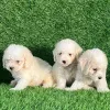 Фото №3. Wunderschöne Bichon-Frisé-Welpen suchen einliebevolles neues Zuhause.  Люксембург