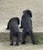 Фото №3. Cane Corso щенки.  Сербия