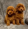 Дополнительные фото: Absolutely Adorable Red Toy Poodles