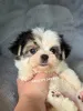 Дополнительные фото: Maltipoo Morkie, 2,5 месяца Девочка