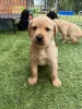 Фото №3. Щенки English Yellow Labs Chunky & Sweet уже в продаже.  Германия