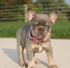 Фото №2 к объявлению №158230 о продаже французского бульдога - купить в Ирландии 