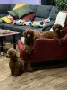 Дополнительные фото: Миниатюрные щенки пудлы (игрушечный подод)