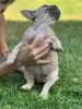 Дополнительные фото: Puppies for sale Very cute French bulldog puppies