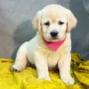 Дополнительные фото: Kahdeksan mustaa, keltaista/punaista labradorinnoutajan pentua laadukkaassa