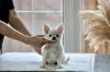 Фото №3. Chihuahua male long coat.  Россия