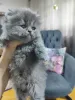 Дополнительные фото: Британская шортар кот
