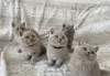 Фото №3. Милые британские короткошерстные котята. Греция