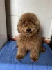 Фото №1. пудель (той) - купить в Киеве за 139151₽. Объявление №156646