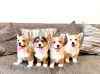 Дополнительные фото: Щенки вельш-корги пемброка.