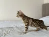 Дополнительные фото: Бенгальская кошка