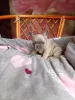 Дополнительные фото: Красивые малыши французский бульдог.