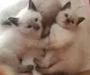 Фото №2 к объявлению №166784 о продаже сиамская - купить в Франции 