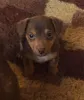 Дополнительные фото: Щенки Джека Рассела